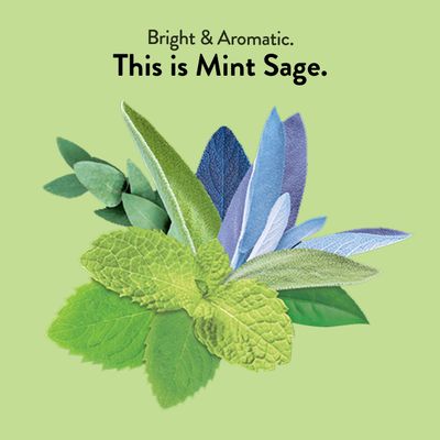Choice Organics - Organic Mint Sage Tea (1 Pack) - Organic Herbal Tea - 16 Tea Bags