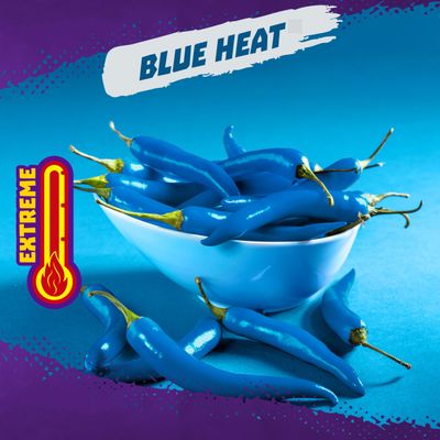 Takis Blue Heat 17 oz Fiesta Size Bag, Hot Chili Pepper Flavored Extreme Spicy Rolled Tortilla Chips