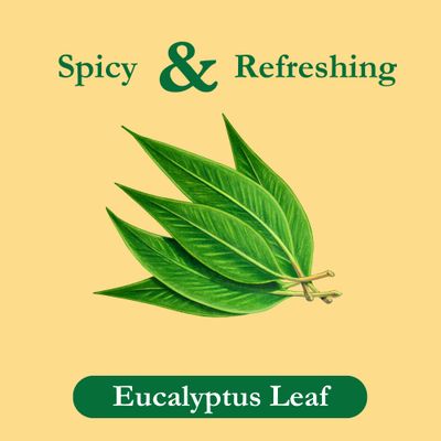Tadin Eucalyptus Tea, Herbal Tea, Caffeine Free Tea, Fall Tea, Decaf Tea, Tea Packets for Hot Tea, 24 Tea Bags Per Box, Pack of 6
