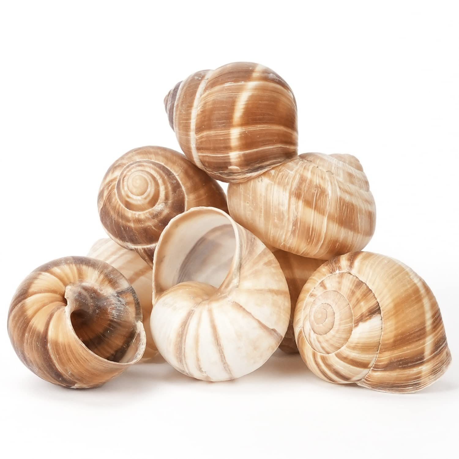 Cavair Line Escargot Snails Empty Giant Shells - 24 pcs - Extra Large Escargot Shells - Premium Quality - Imported from France