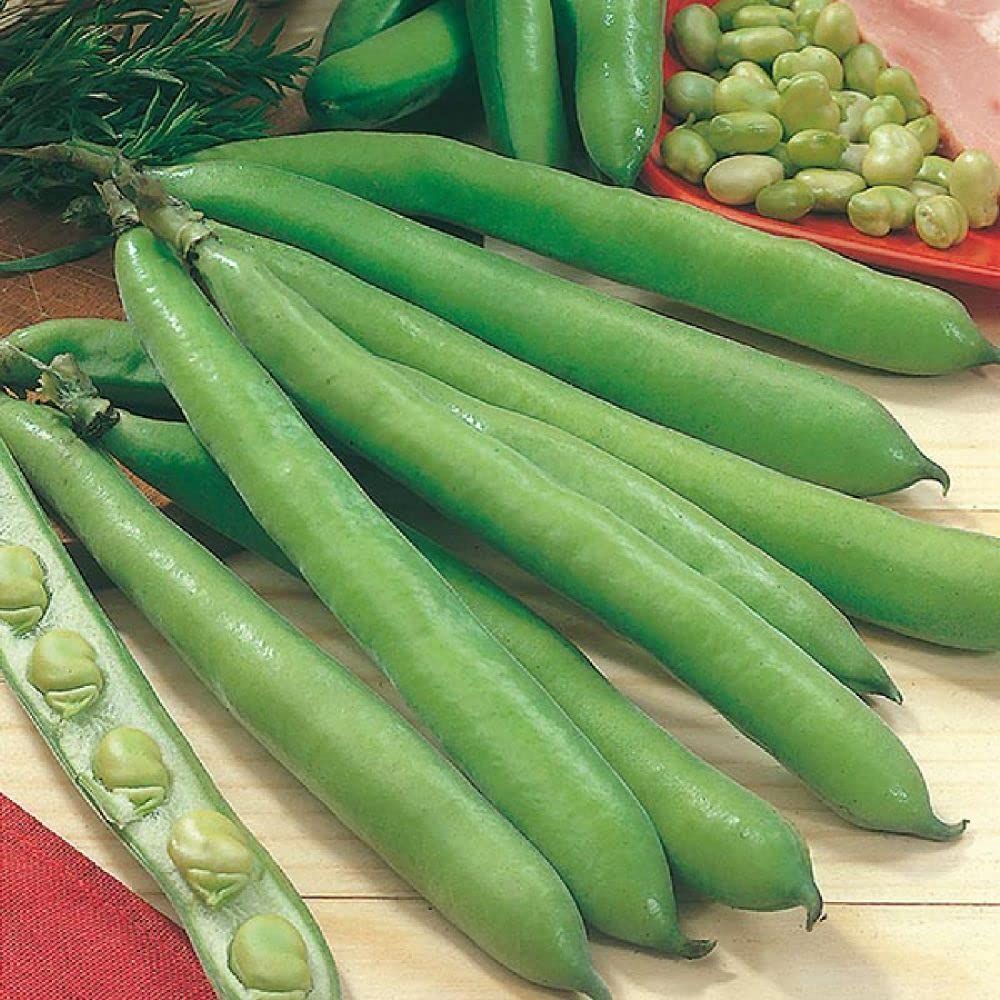 Fava Bean, Aquadulce Fava Bean Seeds - 100 Count Seed Pack - Springtime crop grown around the world - Country Creek LLC