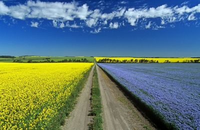 Posterazzi Road Through Flowering Flax And Canola Fields Tiger Hills Near Somerset Manitoba Poster Print, (17 x 11)