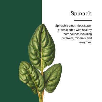 Eclectic Herb Spinach Powder 90 Grams
