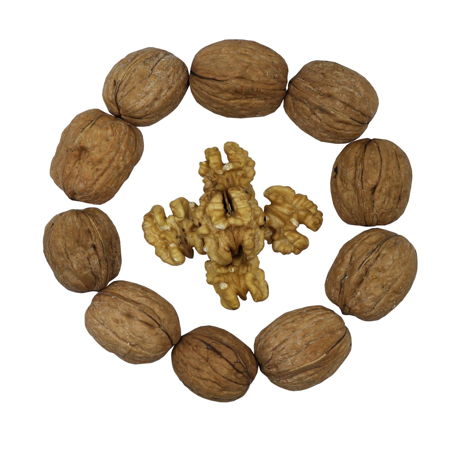 Smarty Stop Raw Walnuts in Shell (10 Pound (Pack of 1))