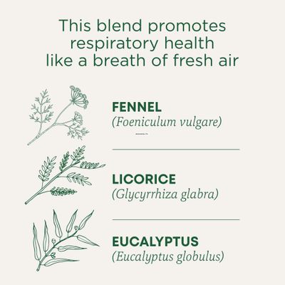 Traditional Medicinals Organic Breathe Easy Seasonal Tea, 16 Tea Bags (Pack of 6)