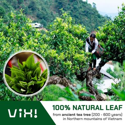 VIXI Green Tea Loose Leaf, (8.00 Oz), Vietnam's Mountain Tea, Caffeinated, Antioxidant, Dried Whole Full Large Leaves, 100% Natural from Ancient Tea Tree for Hot and Cold Brew