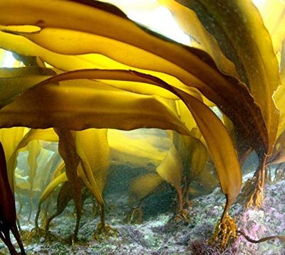 Dried Kelp from Hokkaido Japan for soup stock. Kelp stock is the basis of Japanese cuisine. Kyoto's preferred taste Deep flavor in small quantities (RISHIRI 3 oz)