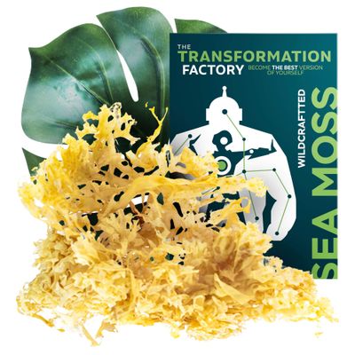 The Transformation Factory Irish Wildcrafted Sea Moss Raw - Natural Eucheuma Cottonii Dried Sea Moss - Raw Sea Moss Wildcrafted to Make Gel - Real Sea Moss from The Atlantic Ocean - 4 Oz