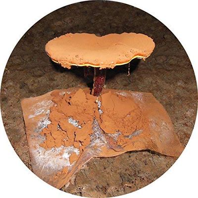 Dragon Herbs - Duanwood Reishi Spore Oil Softgel Capsules - 30 Softgels, 500 mg each