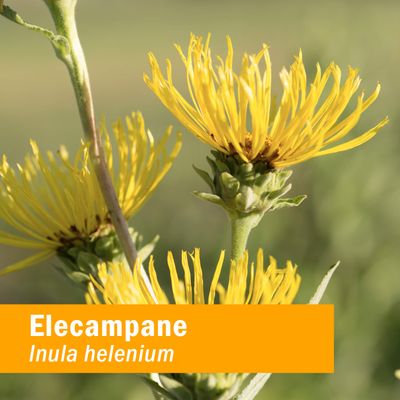 Herb Pharm Certified Organic Elecampane Liquid Extract for Respiratory System Support - 1 Ounce (DELECA01)
