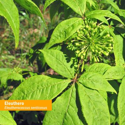 Herb Pharm Eleuthero (Siberian Ginseng) Root Liquid Extract for Energy and Stamina, Cane Alcohol, 4 Ounce