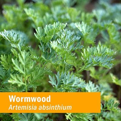 Herb Pharm Certified Organic Wormwood Liquid Extract for Digestive System Support - 1 Ounce