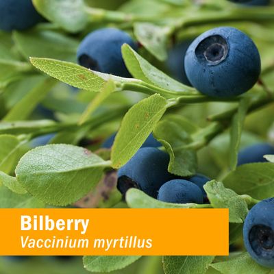 Herb Pharm Bilberry Liquid Extract for Eye and Vision Support - 1 Ounce