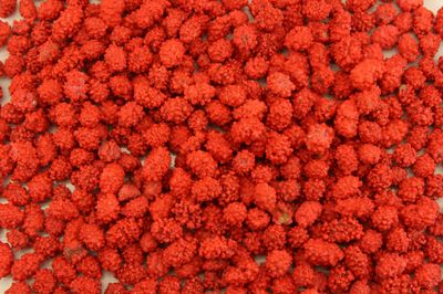 Planet Sweets French Burnt Peanuts Red Candy Coated Snack - 8 Ounce - Old Fashioned - Kosher - Small Size Sweet and Salty Crunchy Treat