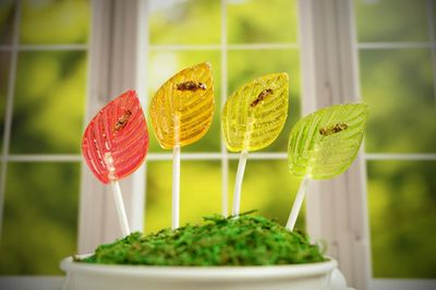 Tricky Cricky's Lickys - Gourmet Edible Bug Candy Lollipops - Edible Insect Cricket Lollipops - Weird Candy for Pranks, Gag Gift, or Stocking Stuffer - 4 Large Bug Suckers in a Gift Box