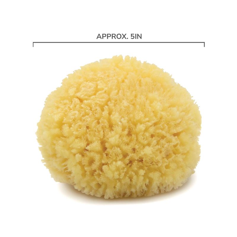 Neptune Natural Caribbean Sea Sponge - All Natural Renewable Sea Sponge (5 inch)