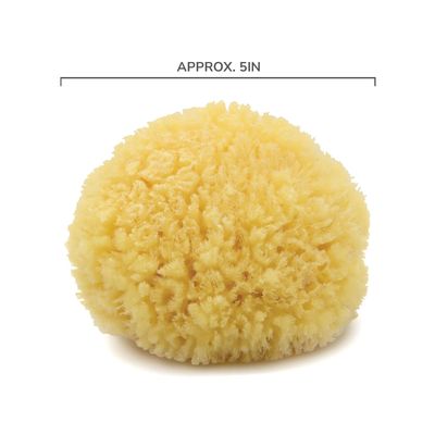 Neptune Natural Caribbean Sea Sponge - All Natural Renewable Sea Sponge (5 inch)
