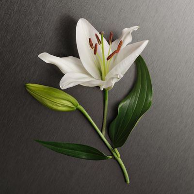 Calvin Klein Eternity Body Lotion - With Notes of Bergamot, White Rose, Sandalwood &amp; Amber - 6.7 fl oz.