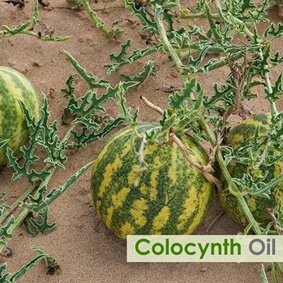 Colocynth Oil | Pure And Natural Cold-Pressed Oil | Hair Care (Hair Thickening, Improve Scalp Health) Skin Care (Moisturizes &amp; Nourishes)- Cosmetic Grade - 30 ML (1.01 Fl oz)