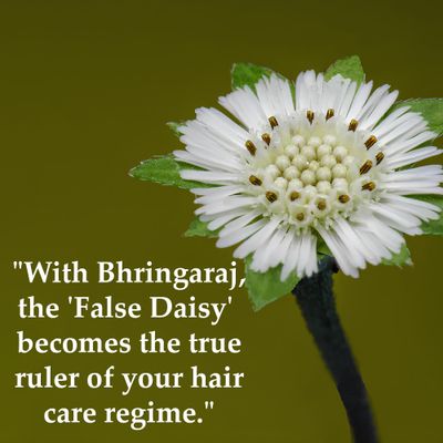 Bhringraj Powder (Eclipta Prostrata) by mi nature | 227g (8 oz)(0.5 lb) | 100% Natural and Pure | Hair Growth | Hair Pack | Improves Hair quality | Resealable zip lock pouch