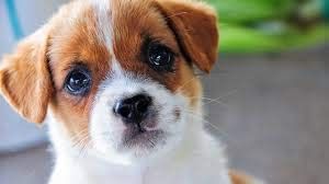 SPA PURE ADOPT A PUPPY - 1 XL bath bomb for kids (ages 2 to 12) with adorable surprise puppy inside. Handmade in USA