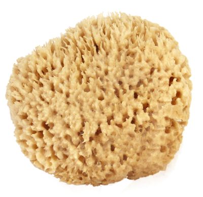 Sea Wool Sponge 6-7&quot; (X-Large) by Bath &amp; Shower Express  Natural Renewable Resource Esponja for Body, Genuine Exfoliating Skin Wash