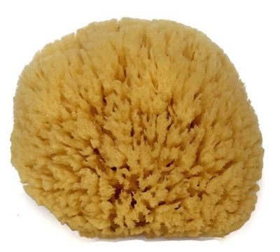 Natural Sea Sponge 6-7&quot; by Spa Destinations Creating The at-Home Spa Experience