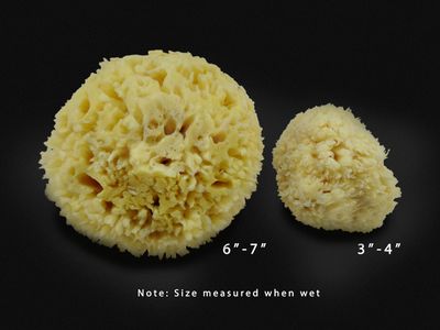 Premium Natural Sea Wool Sponges - 2 Soft Real Sponges 6"-7" (Large) & 3"- 4" (Medium); Perfect Luxury Gift for Bath, Shower and Cosmetic Facial Cleansing by Constantia Beauty