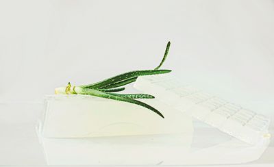 Aloe Vera Soap Blocks (5lb)