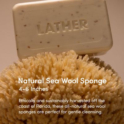 LATHER - Natural Sea Wool Sponge, 5-6" - Organic Exfoliating Body Scrubber - Soft, Gentle Cleansing - Hypoallergenic - All Skin Types - Florida Natural Loofah Sponge - Cruelty Free - Beauty &amp; Skincare