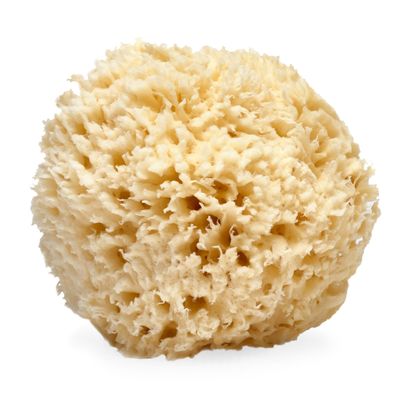 LATHER - Natural Sea Wool Sponge, 5-6&quot; - Organic Exfoliating Body Scrubber - Soft, Gentle Cleansing - Hypoallergenic - All Skin Types - Florida Natural Loofah Sponge - Cruelty Free - Beauty &amp; Skincare