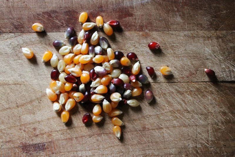 Shiloh Farms Organic Multicolor Popcorn Kernels - 16 Ounce Bag - A wholesome, healthy snack you can feel good about