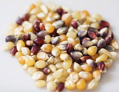 1.9 LB Heirloom Multi-colored Premium Popcorn Kernels Non-GMO USA Grown All Natural, Vegan, Gluten Free, KOSHER Low Calorie High Fiber Snack Perfect for Movie Night INTL POP