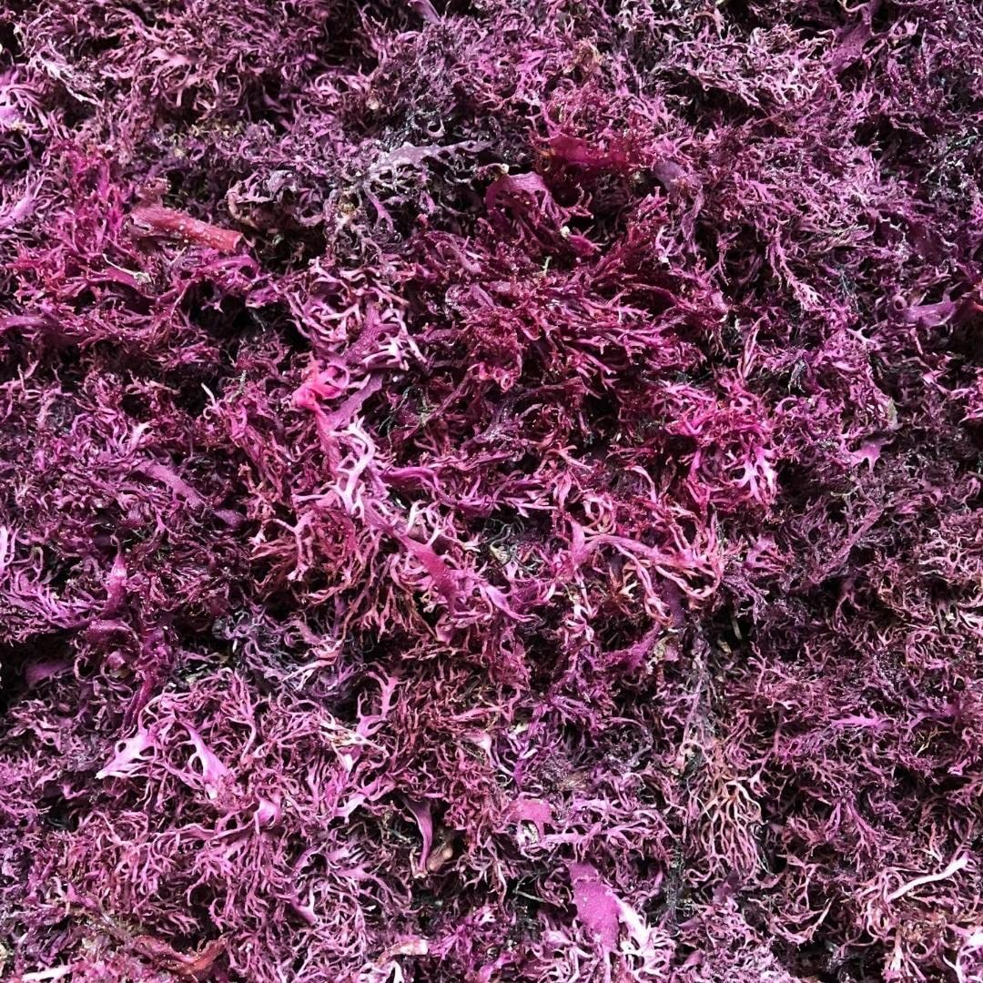Purple Sea Moss Irish Sea Moss Wildcrafted - 100 Natural, Makes 120 oz of Seamoss Gel, for Health Wellness Dr. Sebi - 8oz