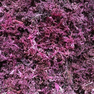 Purple Sea Moss Irish Sea Moss Wildcrafted - 100 Natural, Makes 120 oz of Seamoss Gel, for Health Wellness Dr. Sebi - 8oz