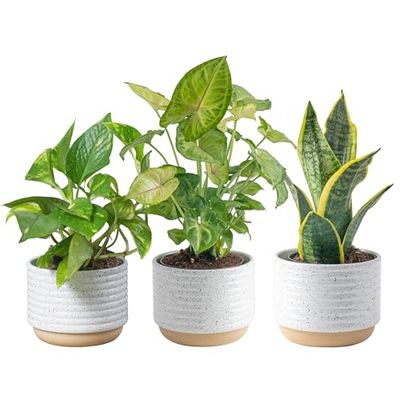 Costa Farms Live Plants (3 Pack), Easy to Grow Real Indoor Houseplants, Air Purifying Plants, Grower&#39;s Choice in Home Dcor Indoors Plant Pots, New House Gift or Room Dcor