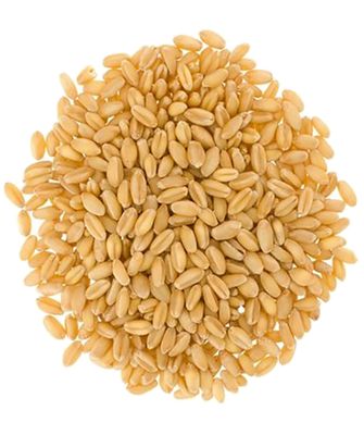 Certified Glyphosate Residue Free Soft White Wheat Berries 5 LBS Family Farmed in Washington State 100% Desiccant Free Non-GMO Project Verified 100% Non-Irradiated Kosher Field Traced Burlap Bag