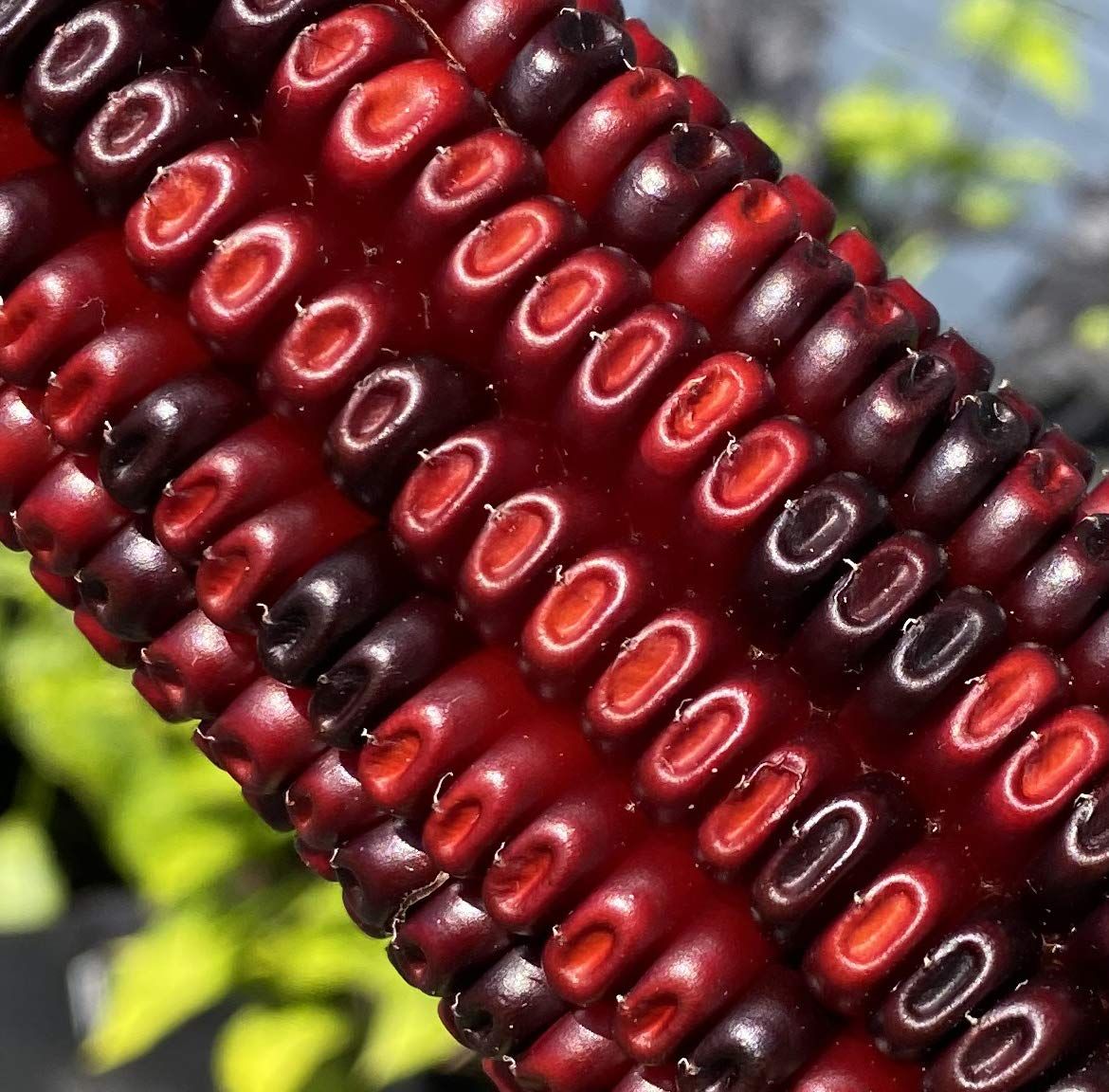 Jimmy Red Corn Famous Bootlegger Moonshine Grits Hominy Masa Heirloom Seeds for Planting Packet