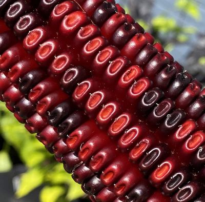 Jimmy Red Corn Famous Bootlegger Moonshine Grits Hominy Masa Heirloom Seeds for Planting Packet