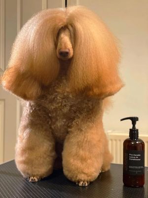 iGroom Pro-Keratin Leave-in Dog Conditioner, Luxury Pet Beauty Care, Keratin Treatment, Excellent Detangling, Made in USA, 16 oz