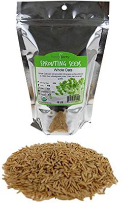 Organic Non-GMO Whole Oat Grain Seeds (With Husk Intact)- 1 Lb Re-Sealable Pouch- Oats Seed Grains, for Sprouting, Oat Grass, Animal Feed, Storage More