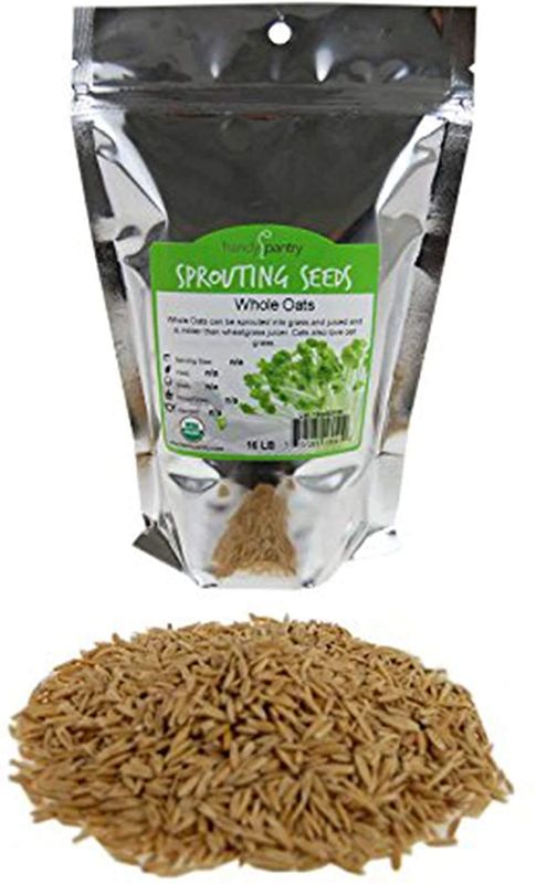 Organic Non-GMO Whole Oat Grain Seeds (With Husk Intact)- 1 Lb Re-Sealable Pouch- Oats Seed Grains, for Sprouting, Oat Grass, Animal Feed, Storage More