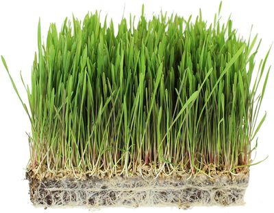 Organic Non-GMO Whole Oat Grain Seeds (With Husk Intact)- 1 Lb Re-Sealable Pouch- Oats Seed Grains, for Sprouting, Oat Grass, Animal Feed, Storage More