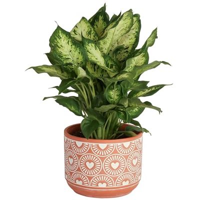Costa Farms Dieffenbachia, Live Indoor Plant in D cor Plant Pot, Potted Houseplant in Potting Soil Mix, Real Plants Gift for Mom, Dad, 12-14 Inches Tall