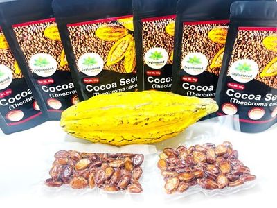 Organic Cocoa Seeds, Cacao Seeds, Theobroma cacao 50 Seeds Pack