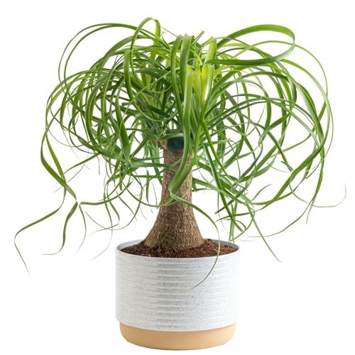 Costa Farms Ponytail Palm Bonsai, Easy to Grow Live Indoor Plant in Indoors Garden Planter Pot, Air Purifying Houseplant, Housewarming, Birthday Gift, Office, Home, and Room D cor, 1 Foot Tall