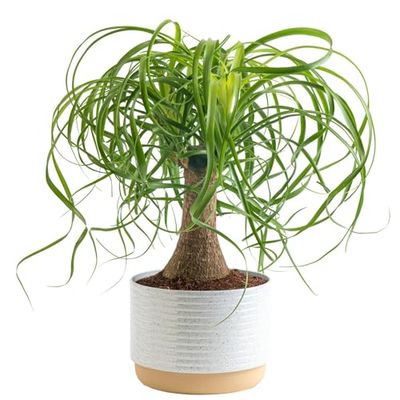 Costa Farms Ponytail Palm Bonsai, Easy to Grow Live Indoor Plant in Indoors Garden Planter Pot, Air Purifying Houseplant, Housewarming, Birthday Gift, Office, Home, and Room D cor, 1 Foot Tall