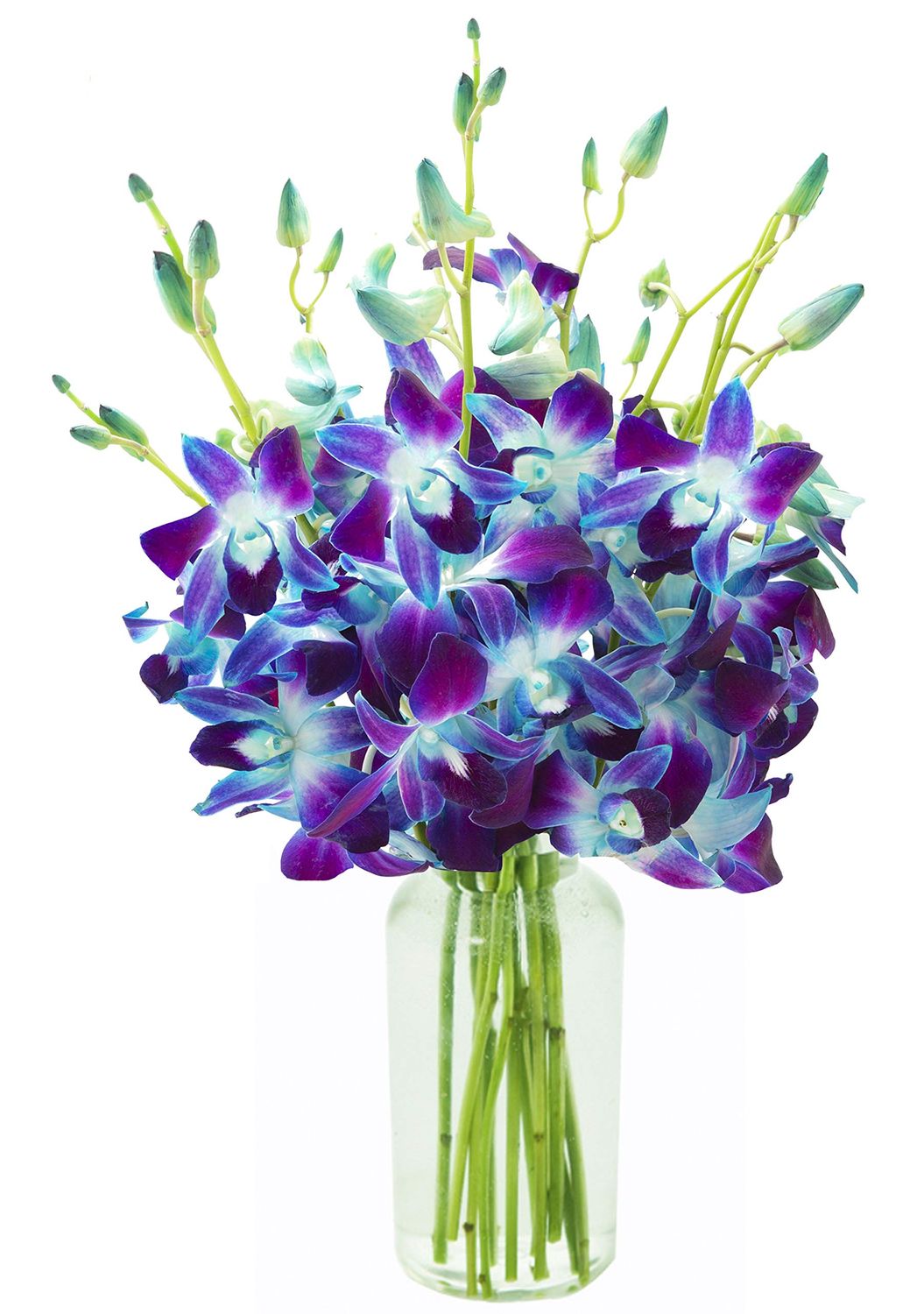 KaBloom Flowers - Mother&#39;s Day Collection - Exotic Sapphire Orchid Bouquet of Blue Orchids from Thailand with Vase - Gift for Birthday,Thank You, Valentine, Mother s Day Fresh Flowers