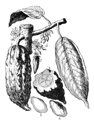 Chocolate Theobroma Cacao Nflowers Fruit and Seeds of Theobroma Cacao from an Old Engraving Poster Print by (18 x 24)