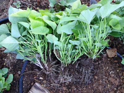 10 Vineless Puerto Rico Sweet Potato SlipsPlant